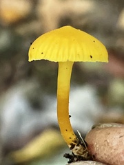 Hygrocybe parvula