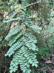 Indigofera tinctoria