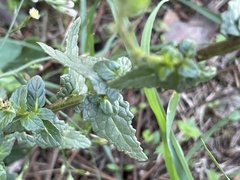 Verbascum
