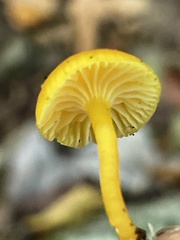 Hygrocybe parvula