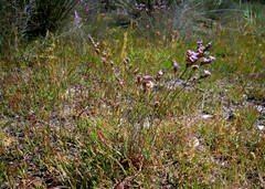 Limonium virgatum