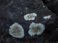 Placopsis