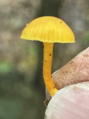 Hygrocybe parvula
