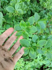 Rhododendron pilosum