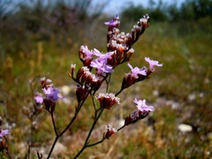 Limonium virgatum