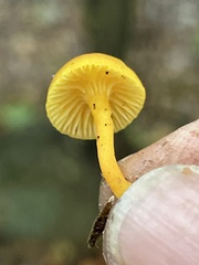 Hygrocybe parvula