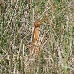 Ixobrychus cinnamomeus