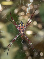 Argiope mangal