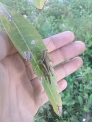 Abracris flavolineata