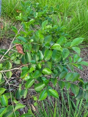 Psidium myrtoides