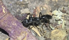 Paltothyreus tarsatus