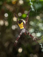 Argiope mangal