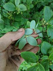 Rhododendron pilosum