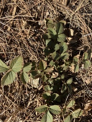 Fragaria virginiana