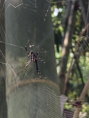 Leucauge tessellata