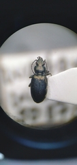Bembidion