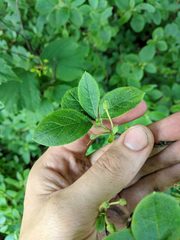 Rhododendron pilosum