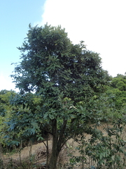 Diospyros blancoi