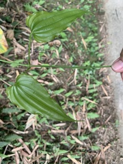 Stemona tuberosa