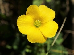 Oxalis perennans
