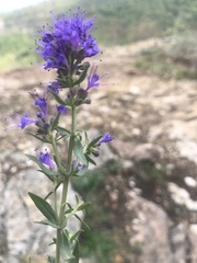 Hyssopus officinalis