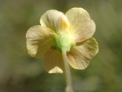 Oxalis perennans