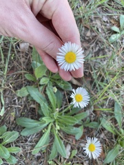 Bellis