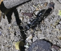 Paltothyreus tarsatus