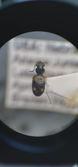 Bembidion quadrimaculatum