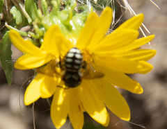 Dianthidium