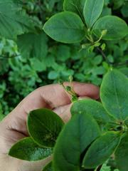 Rhododendron pilosum