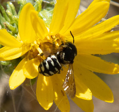 Dianthidium