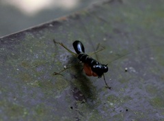 Odontomantis planiceps