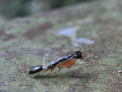 Odontomantis planiceps