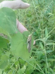 Abracris flavolineata