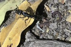 Paltothyreus tarsatus