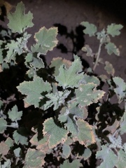 Malacothamnus marrubioides