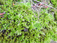 Homalothecium sericeum