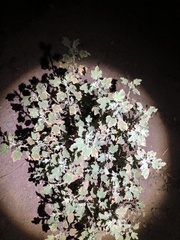 Malacothamnus marrubioides