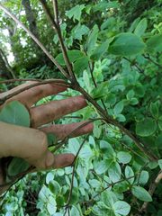 Rhododendron pilosum