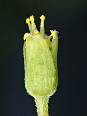 Oxalis perennans