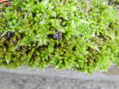 Homalothecium sericeum
