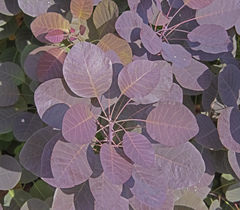 Cotinus coggygria