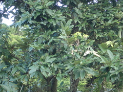 Diospyros blancoi