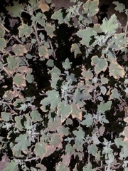 Malacothamnus marrubioides