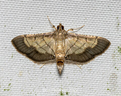 Cnaphalocrocis trebiusalis