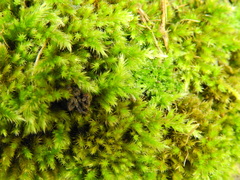 Homalothecium sericeum