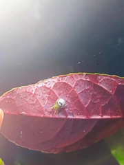 Bijoaraneus mitificus