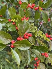 Ilex verticillata