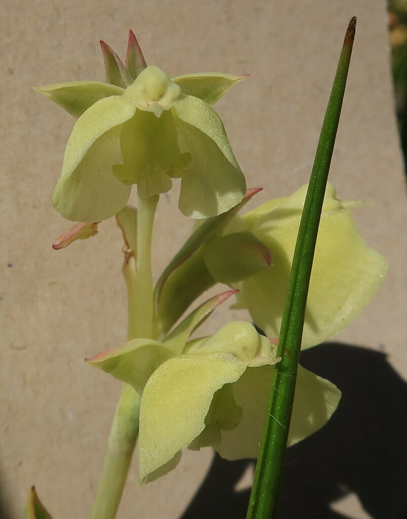 Pterygodium catholicum